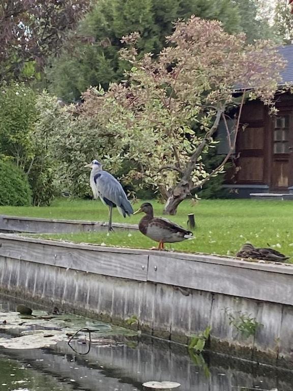 Holzhaus Mit Direktem Wasserzugang In Berlin-Koepenick Buitenkant foto