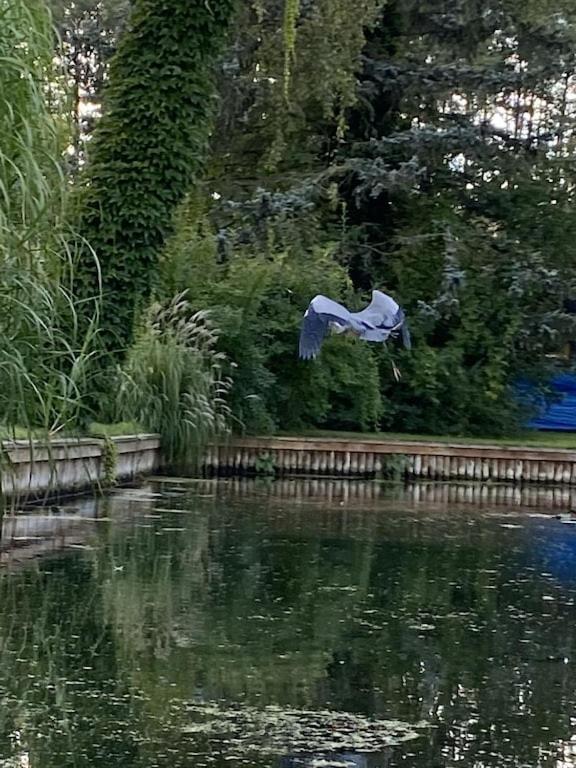 Holzhaus Mit Direktem Wasserzugang In Berlin-Koepenick Buitenkant foto